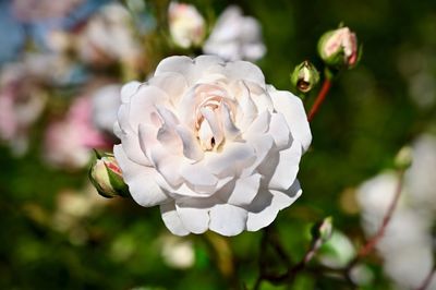 Close-up of white rose