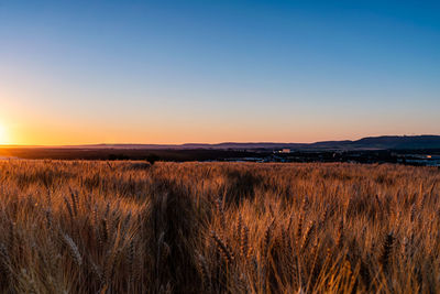 Scenic view of field against clear sky during sunset