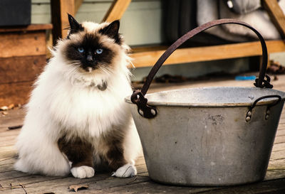 Close-up of cat