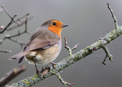 Close-up of bird perching on branch