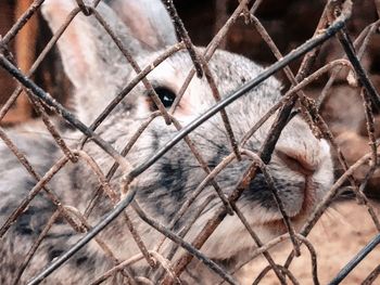 Close-up of horse in cage at zoo