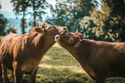 Loving cows nuzzling each other 