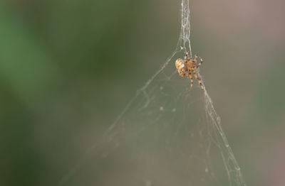 Close-up of spider on web