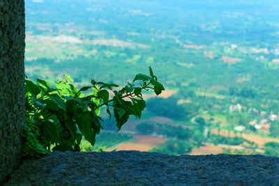 Close-up of fresh green plants against blurred background