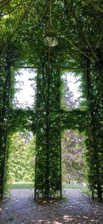 Ivy on footpath amidst trees and building