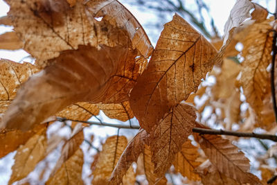 Close-up of autumnal leaves during winter