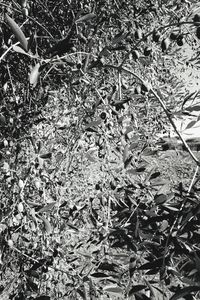 Close-up of plants growing on field