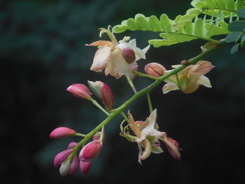 Close-up of pink flowers blooming outdoors