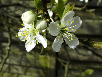 Close-up of white flowers blooming on tree