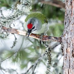 Bird perching on a tree