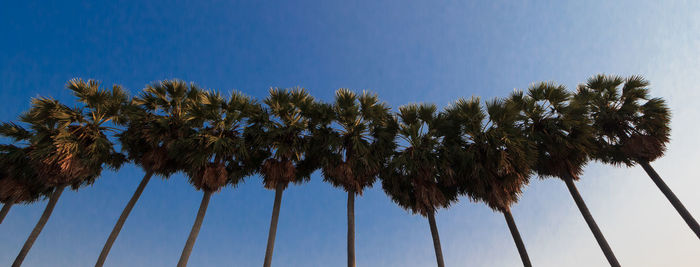 Low angle view of palm trees against clear blue sky