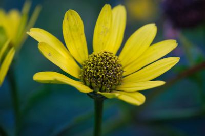 Close-up of yellow flower