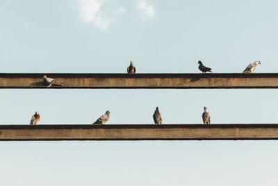 Birds perching on railing against sky