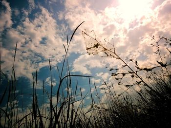 Plants against sky