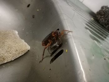 High angle view of insect on water