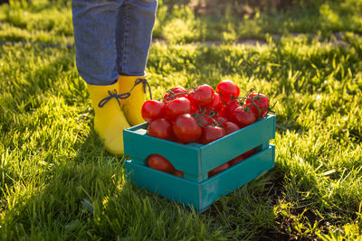 Low section of person with fruits on field