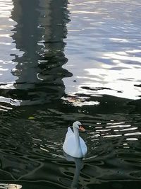 High angle view of swan swimming in lake