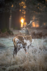 A deer portrait on an early winter morning in the park