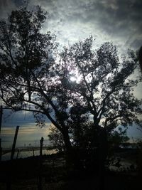 Low angle view of silhouette trees against sky