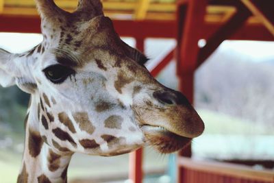 Close-up of deer in zoo