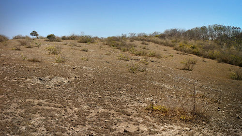 Scenic view of field against clear sky