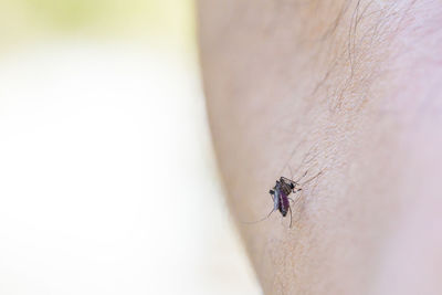 Close-up of fly on finger