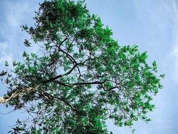 Low angle view of flowering plant against sky