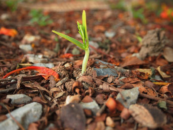 Close-up of dry leaves on field during autumn