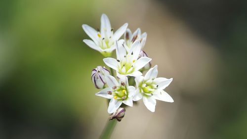 Close-up of white flower