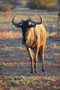 Cow standing on field