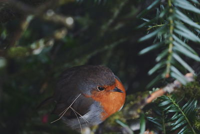 Close-up side view of a bird