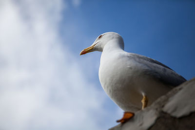 Low angle view of seagull