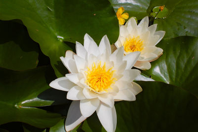 Close-up of white flowering plant