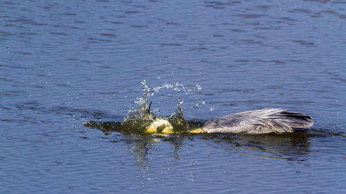 Duck swimming in lake