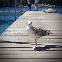 Low angle view of bird perching on wooden pier