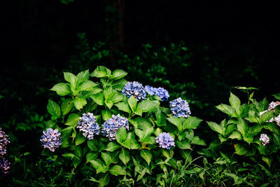 Close-up of flowers