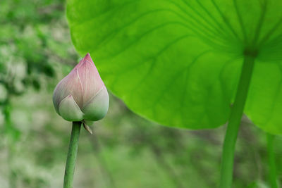 Close-up of flower blooming outdoors