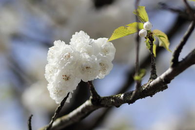 Close-up of white cherry blossom on tree