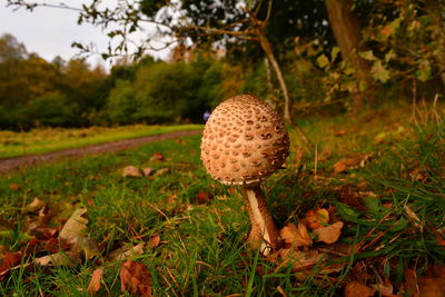 Close-up of mushroom growing on field