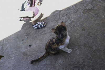 Low angle view of cat looking away on rock