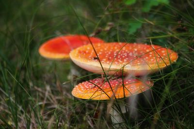 Close-up of orange mushroom growing on field