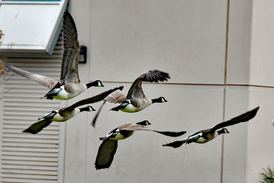 Close-up of birds flying