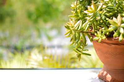 Close-up of potted plant