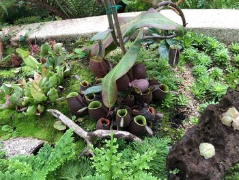 High angle view of succulent plants in garden