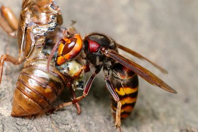 Close-up of bee