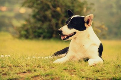 Close-up of dog sitting on field