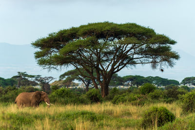 Trees on field against sky