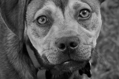 Close-up portrait of dog