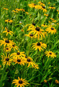 Close-up of yellow flowers blooming in field