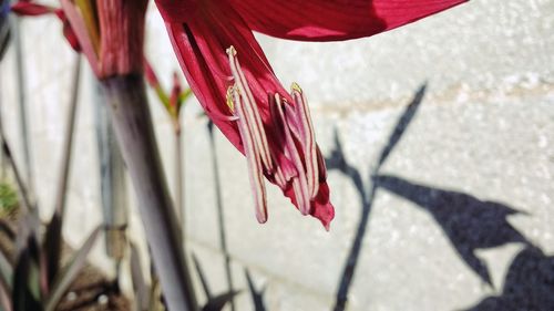 Close-up of pink flower